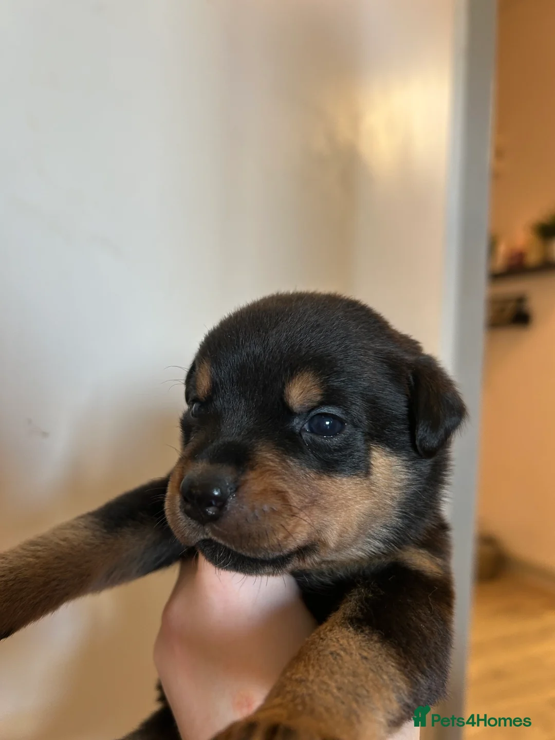 Rottweiler dogs for sale: Rottweiler puppies, only 2 girls left! Ready now  - Advert 23