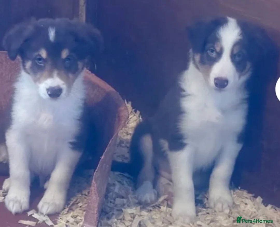 Border Collie dogs for sale: Red, White & Gold Border Collie Pups - Advert 2