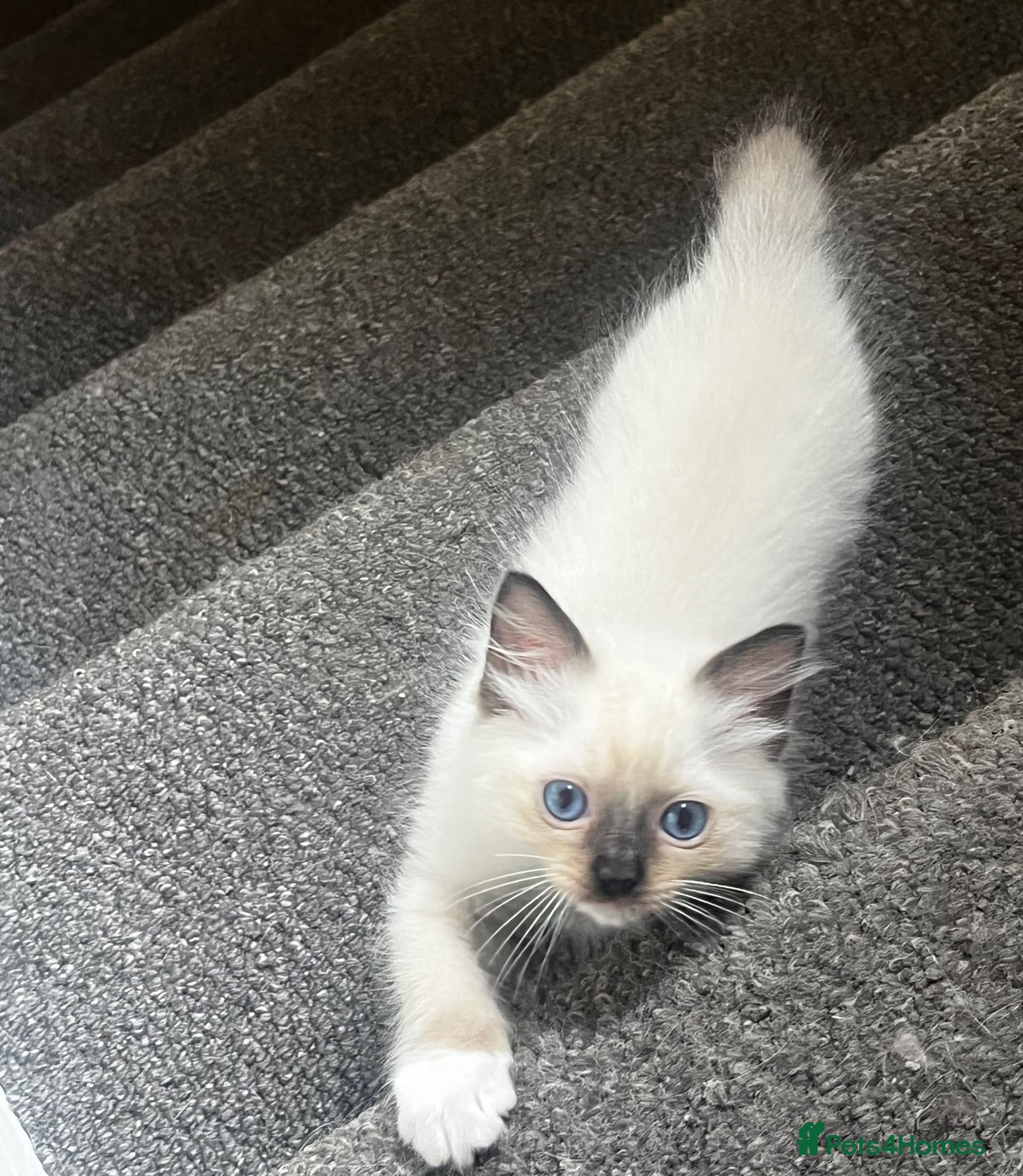 Ragdoll cats 5 😻 beautiful pure ragdoll Kittens  - Advert 2