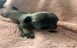 Mixed Breed dogs for sale: American cocker spaniel x Pomeranian  - Image 21