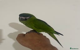 Parrots birds for sale: SILLY TAME HAND REARED BABY HAHNS MACAW - Image 7