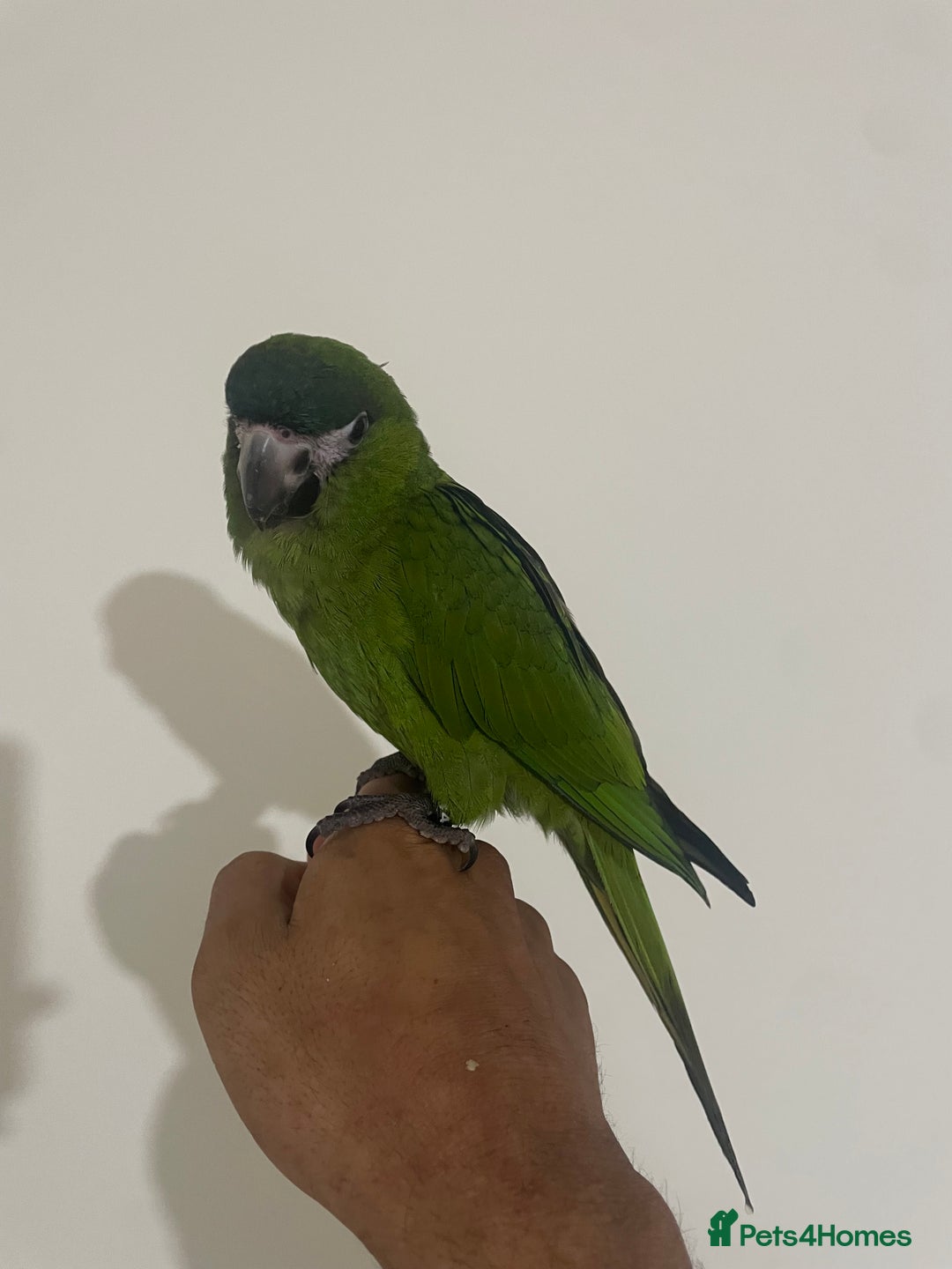 Parrots birds for sale: SILLY TAME HAND REARED BABY HAHNS MACAW - Image 7