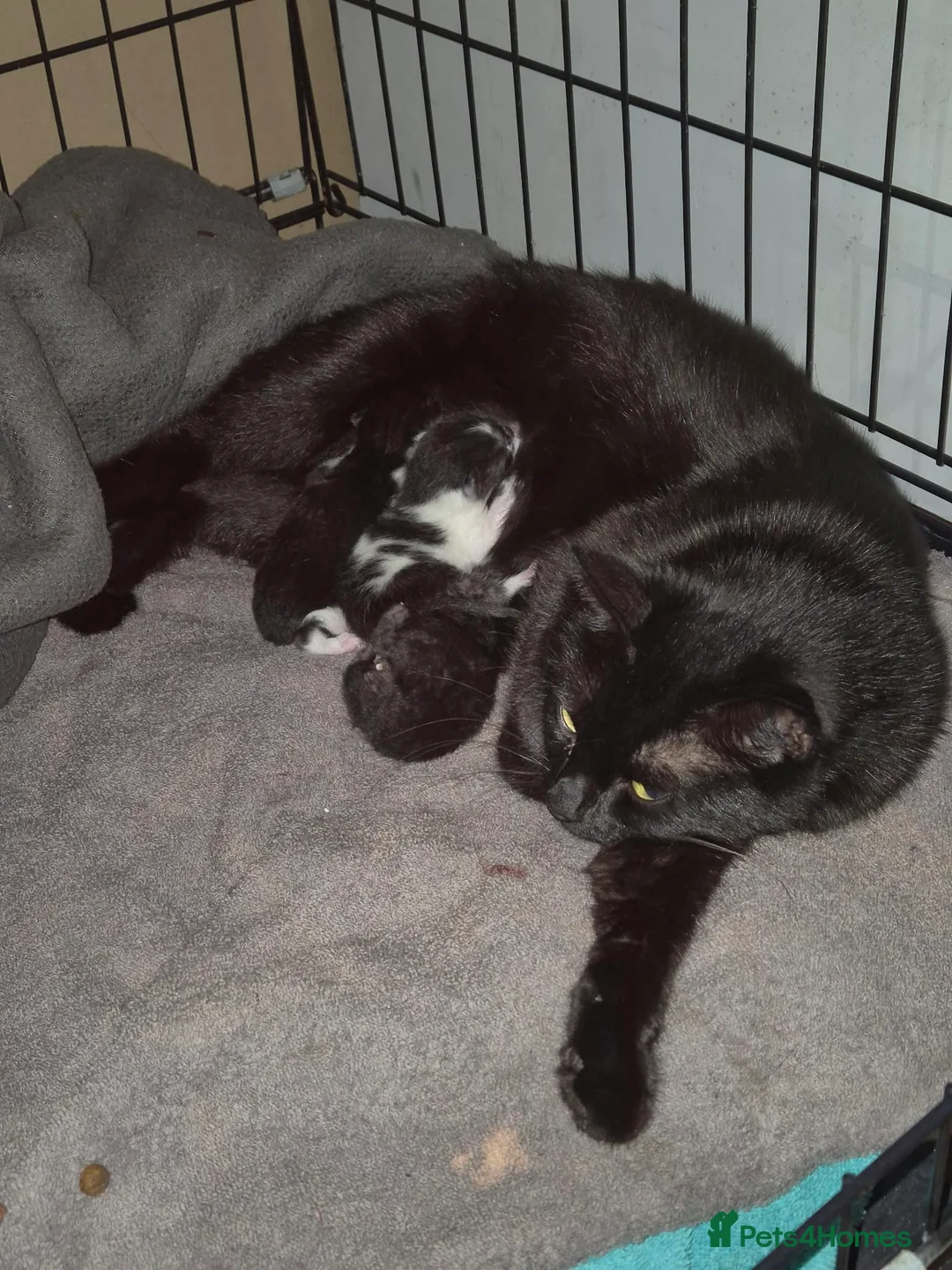 Mixed Breed cats for sale: Mixed breed kittens  in Greenhithe - Advert 2