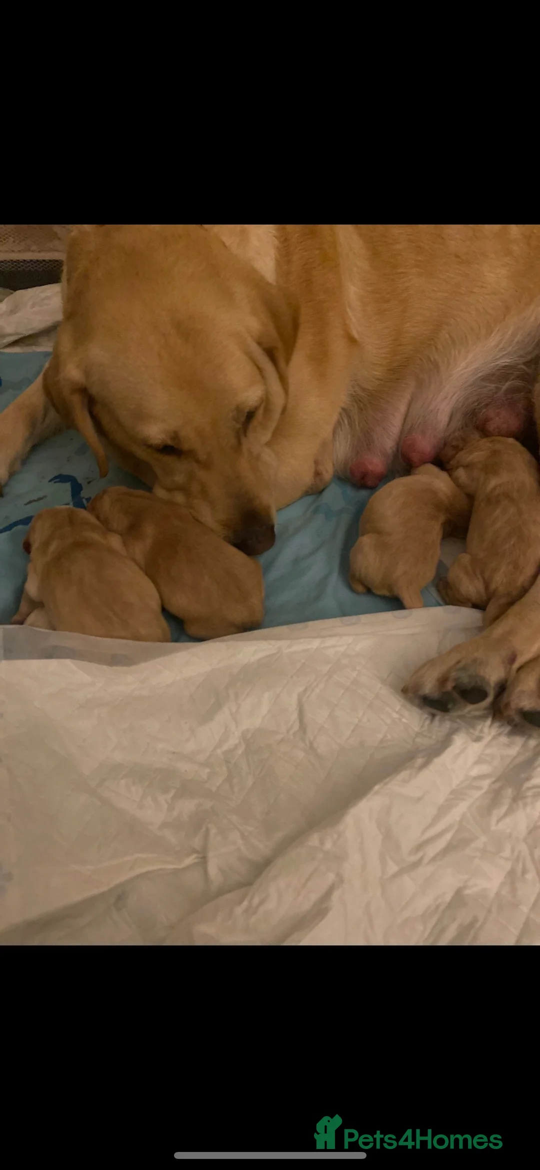 Labrador Retriever dogs for stud: Pedigree Health tested Fox Red Labrador for stud  in Wolverhampton - Advert 24