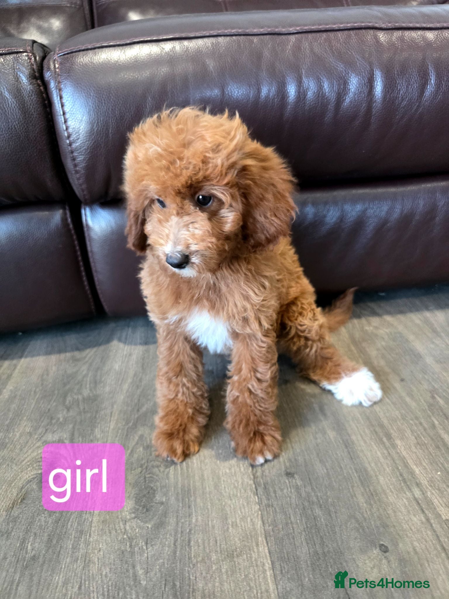 Labradoodle dogs Adorable F1B Miniature Labradoodle Pups 🐾🐕 🐾🩷 - Advert 2