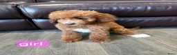 Labradoodle dogs for sale: Adorable F1B Miniature Labradoodle Pups 🐾🩷 - Advert 8