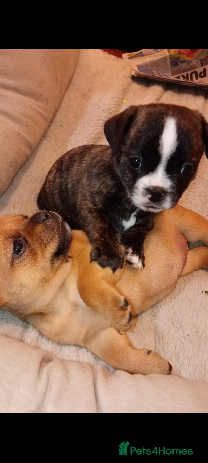 Mixed Breed dogs Bubbles Staff cross pug  - Advert 1