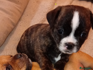 Mixed Breed dogs Bubbles Staff cross pug - Advert 1