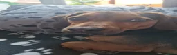 Mixed Breed dogs for sale: Ozzyw - Advert 4