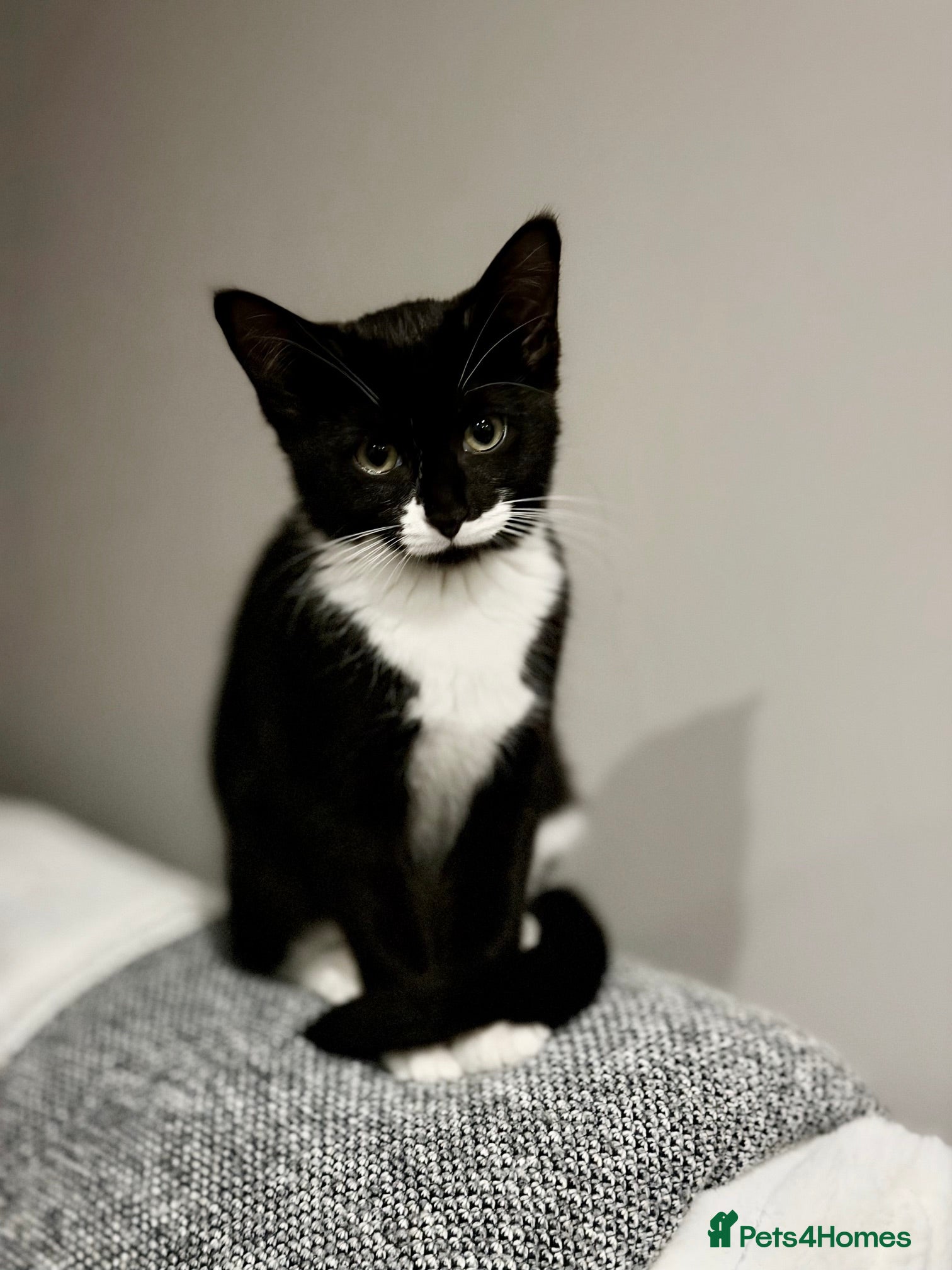 Mixed Breed cats Ready for Their Forever Homes 🐾 - Advert 2