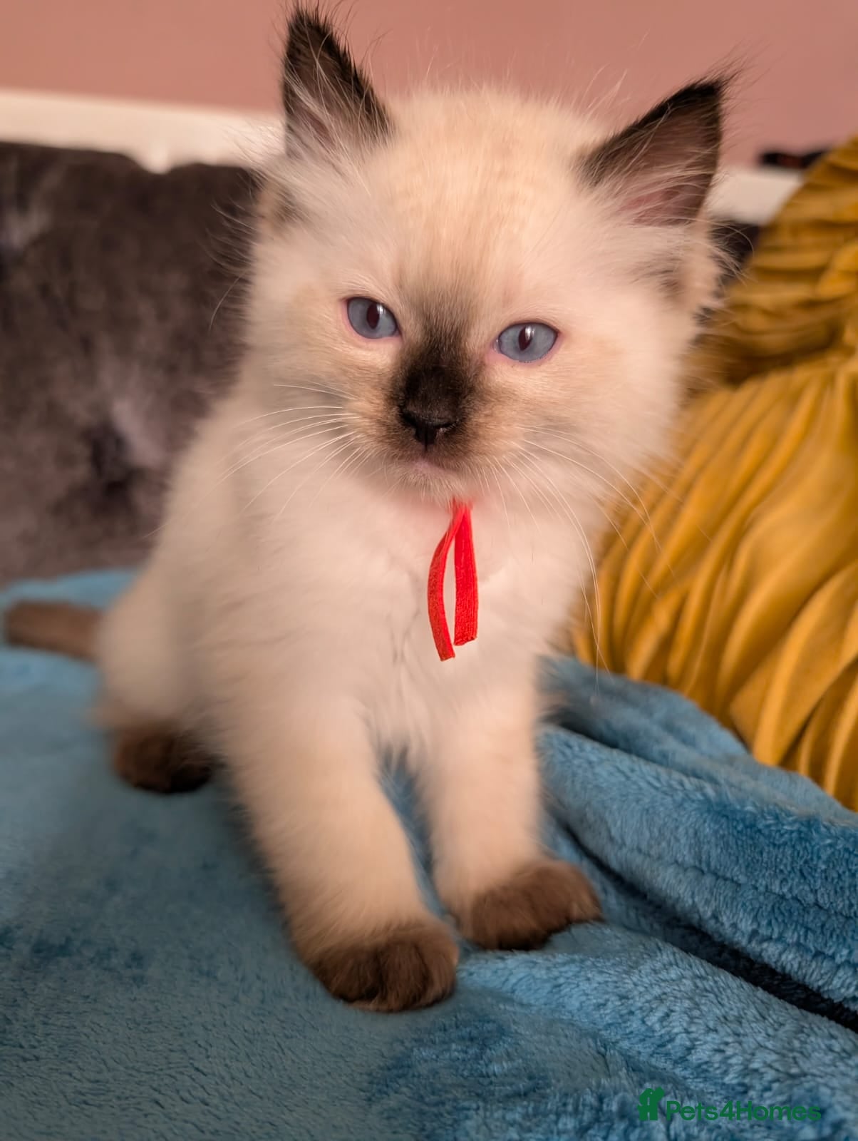 Ragdoll cats 💛GCCF Registered 💛Ragdoll kittens   - Advert 1