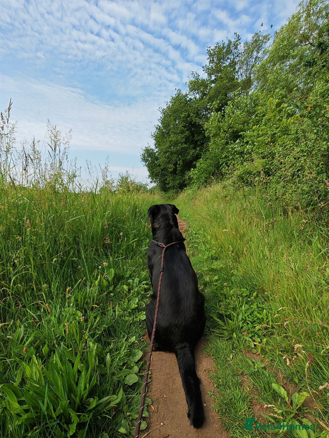 Rottweiler dogs for sale: Beautiful Rottweiler Bitch - Image 11