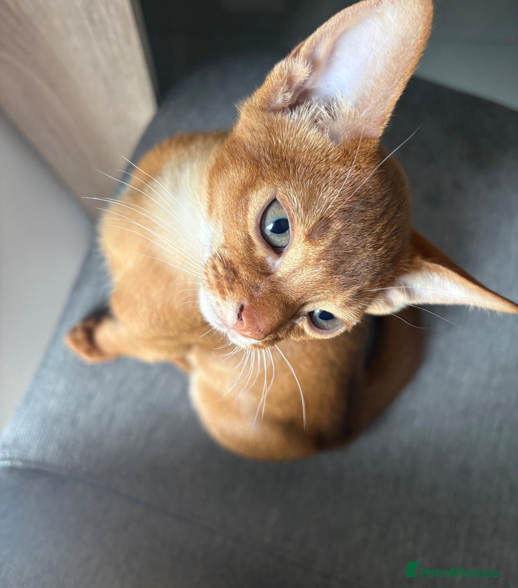 Abyssinian cats Stunning Abyssinian champion line kittens-last boy - Advert 2