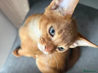 Abyssinian cats Stunning Abyssinian champion line kittens-last boy - Advert 2