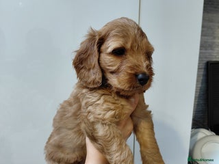 Cockapoo dogs - Advert 32