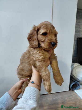 Cockapoo dogs - Advert 8