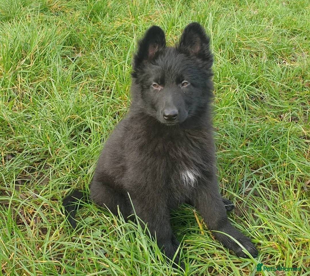 German Shepherd dogs for sale: Exceptional KC Health tested L/C Puppies  - Advert 4