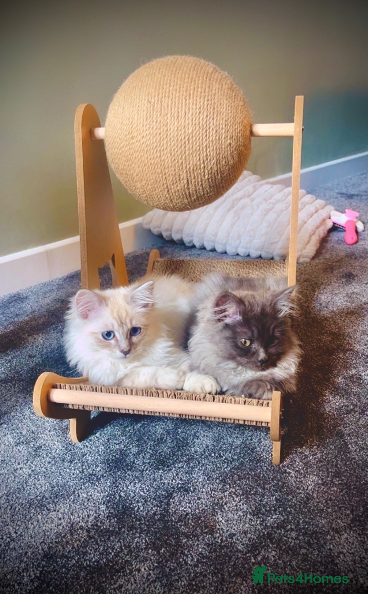 Ragdoll cats 2 gorgeous ragdoll brothers  - Advert 1