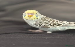 Budgerigars birds for sale: Baby budgie  - Image 7
