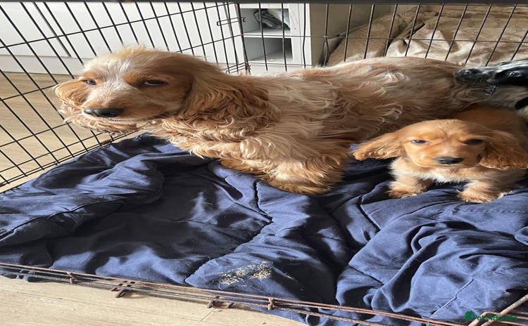 Cocker Spaniel dogs - Advert 1