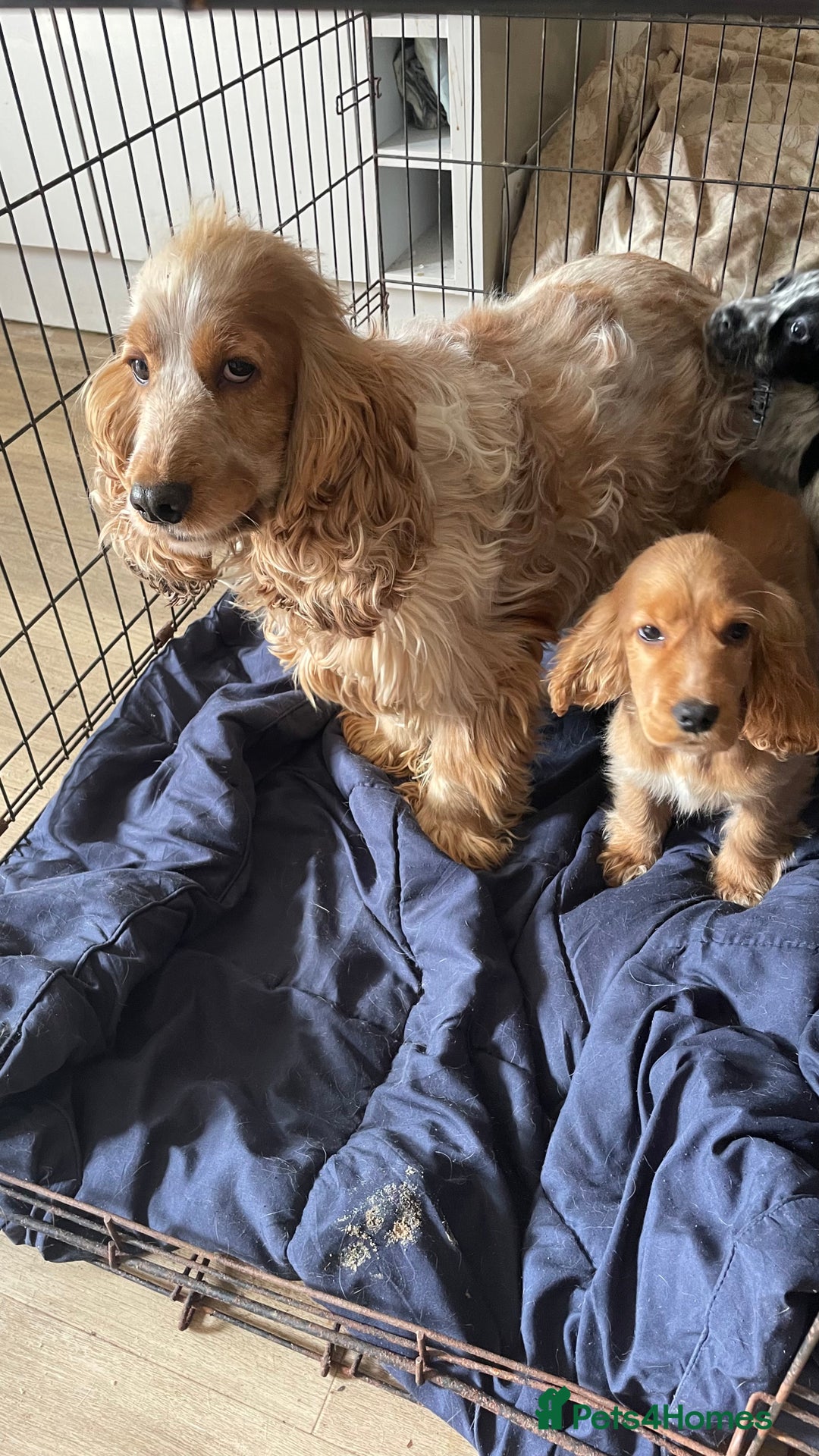 Cocker Spaniel dogs for sale: Gorgeous Golden Cocker Spaniel Puppy Boy - Image 1
