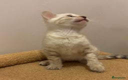 Bengal cats for sale: Snow and Brown boy TICA bengal kittens  - Image 26