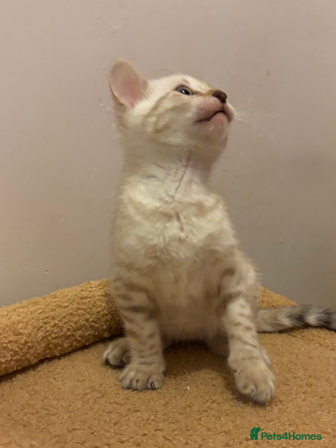 Bengal cats for sale: Snow and Brown boy TICA bengal kittens  - Image 26