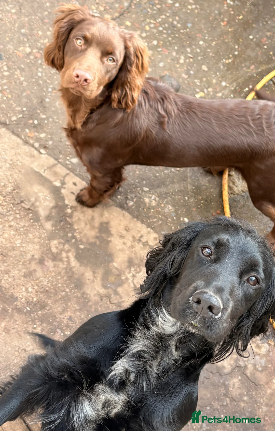 Cocker Spaniel dogs for sale: Bear  - Advert 2