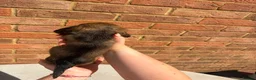 Miniature Dachshund dogs for sale: Champion bloodline miniature long haired dachshund - Advert 21