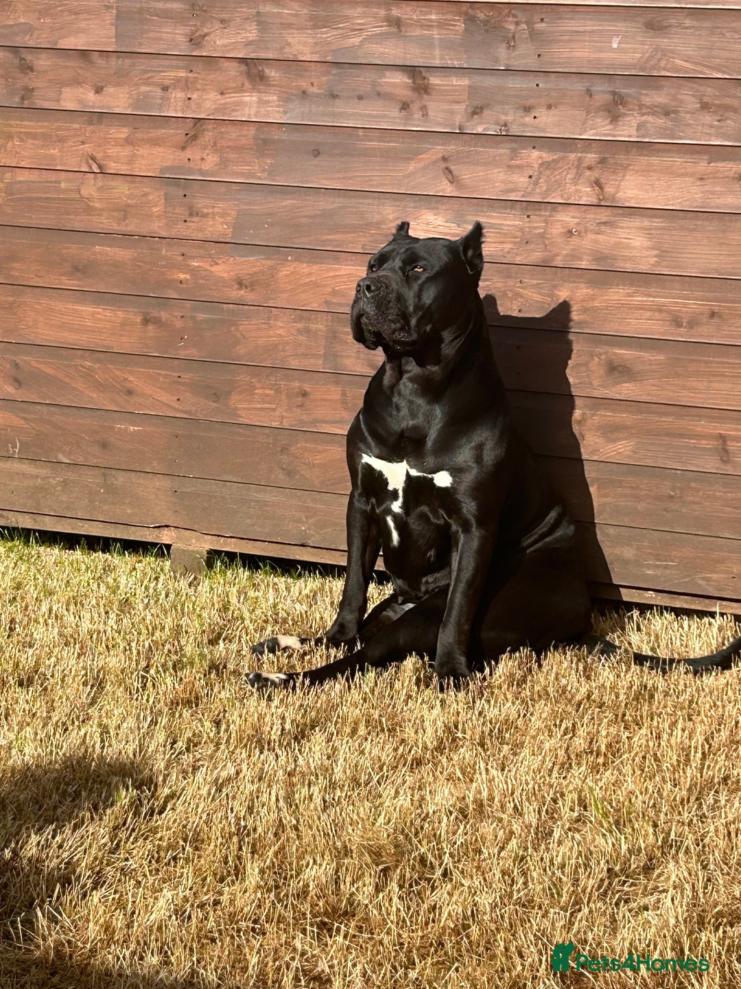 Cane Corso dogs for sale: NOT A CANE CORSO!!! NORTH AMERICAN MASTIFF - Image 2