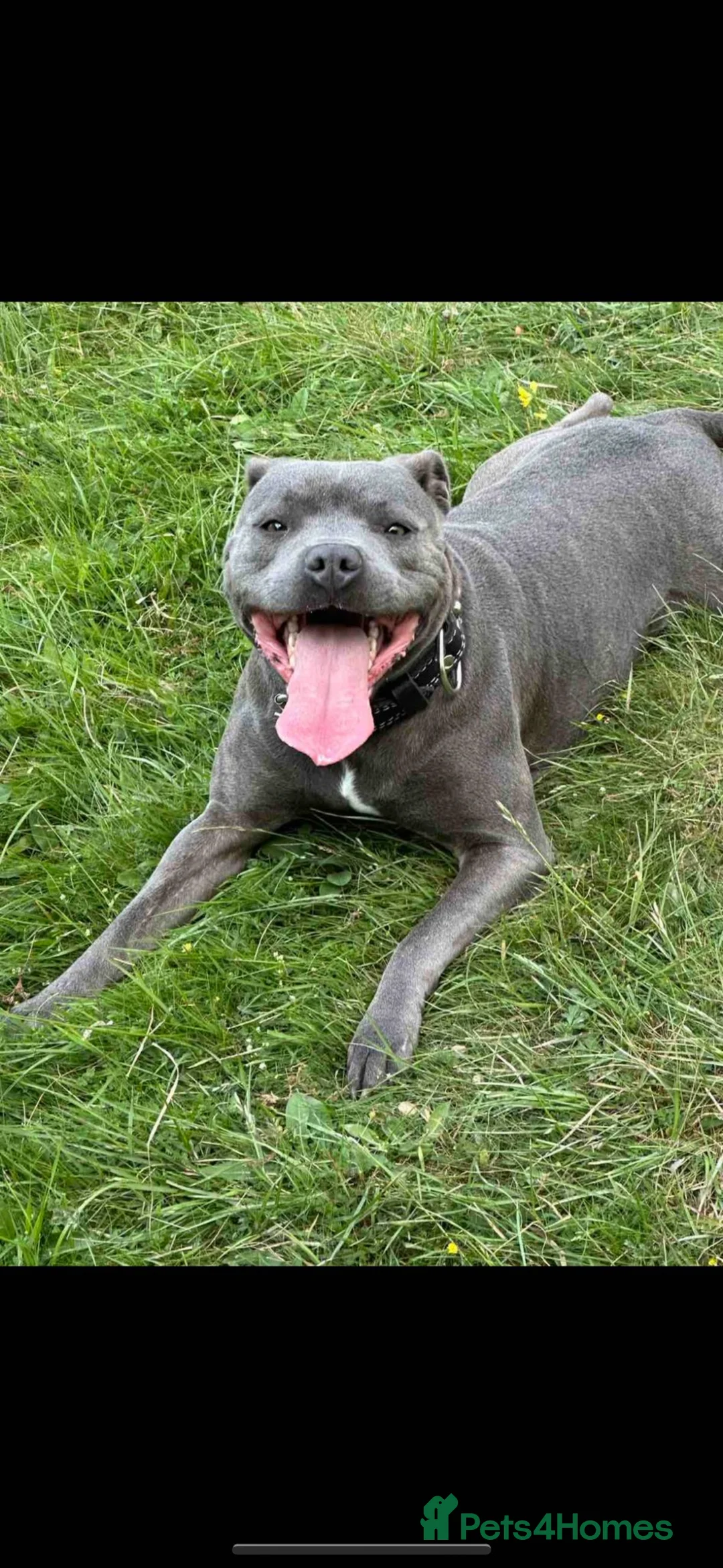 Staffordshire Bull Terrier dogs for sale: Staffordshire Bull Terry - Advert 4