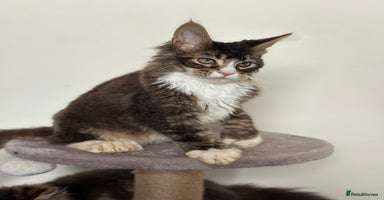 Maine Coon cats - Advert 3
