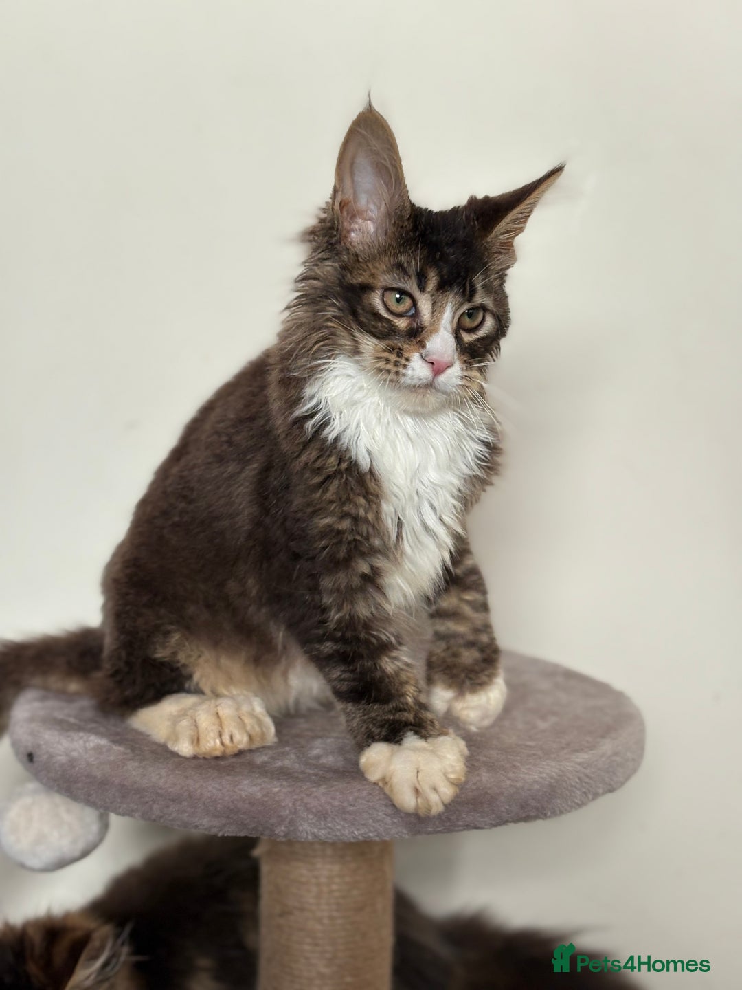 Maine Coon cats for sale: Large Male Quad Polydactyl Maine Coon - Image 2