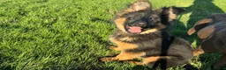 German Shepherd dogs for sale: German Shepherd female KC Reg  - Advert 5
