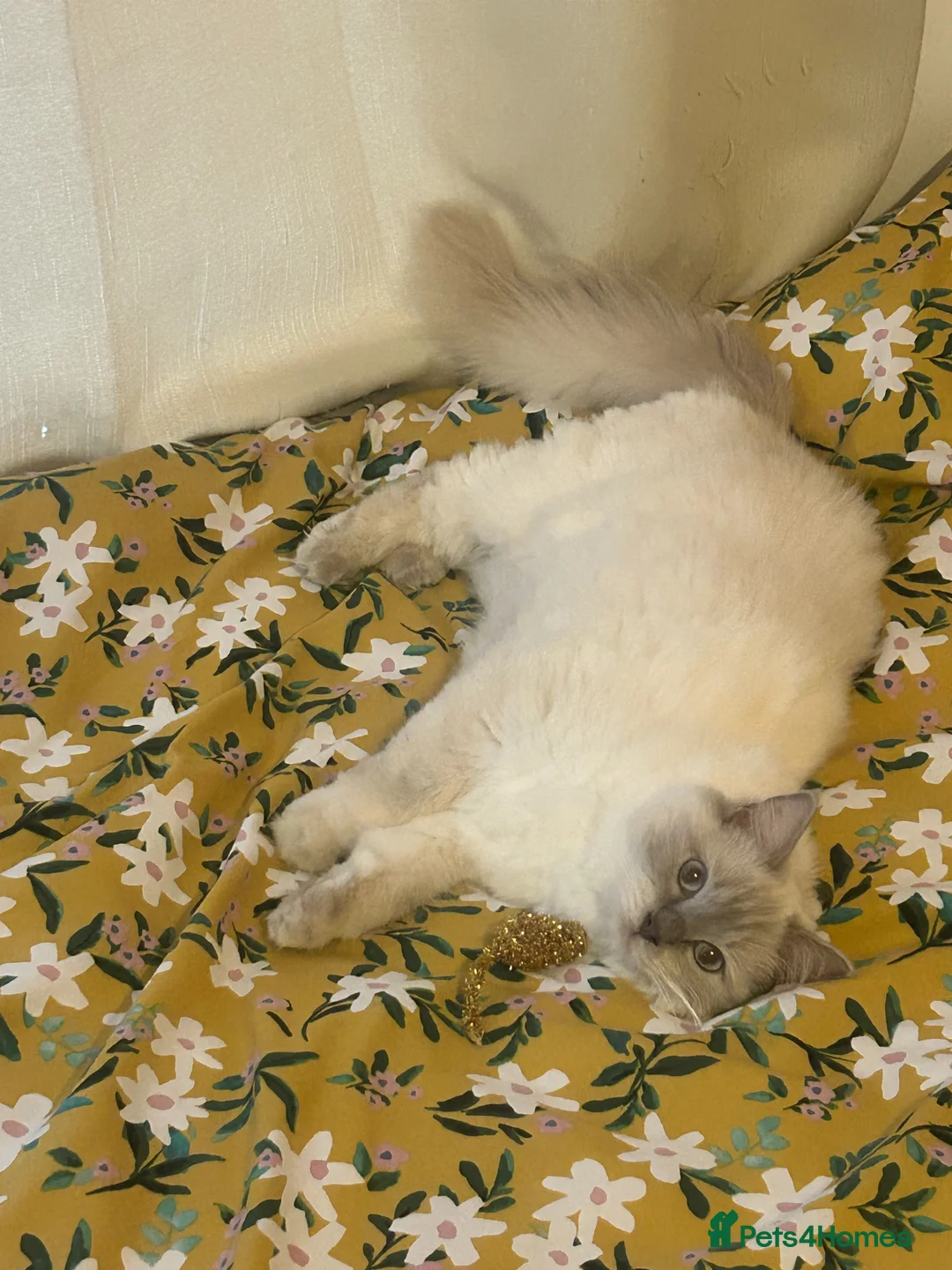 Ragdoll cats for sale: Lovely Ragdoll Sisters – Rehoming Together - Advert 2