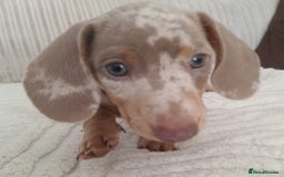 Miniature Dachshund dogs for sale: Adorable KC registered mini dachsund pups - Image 3