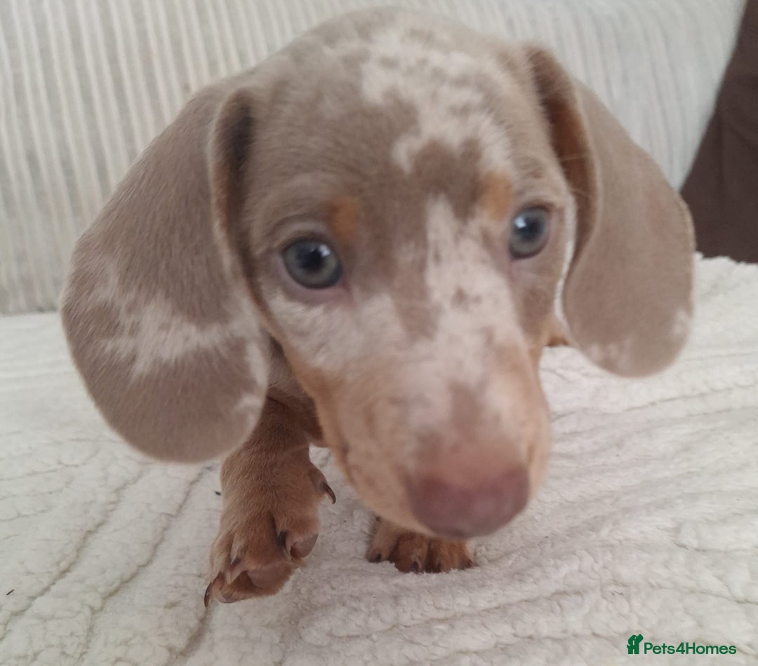 Miniature Dachshund dogs for sale: Adorable KC registered mini dachsund pups - Image 3