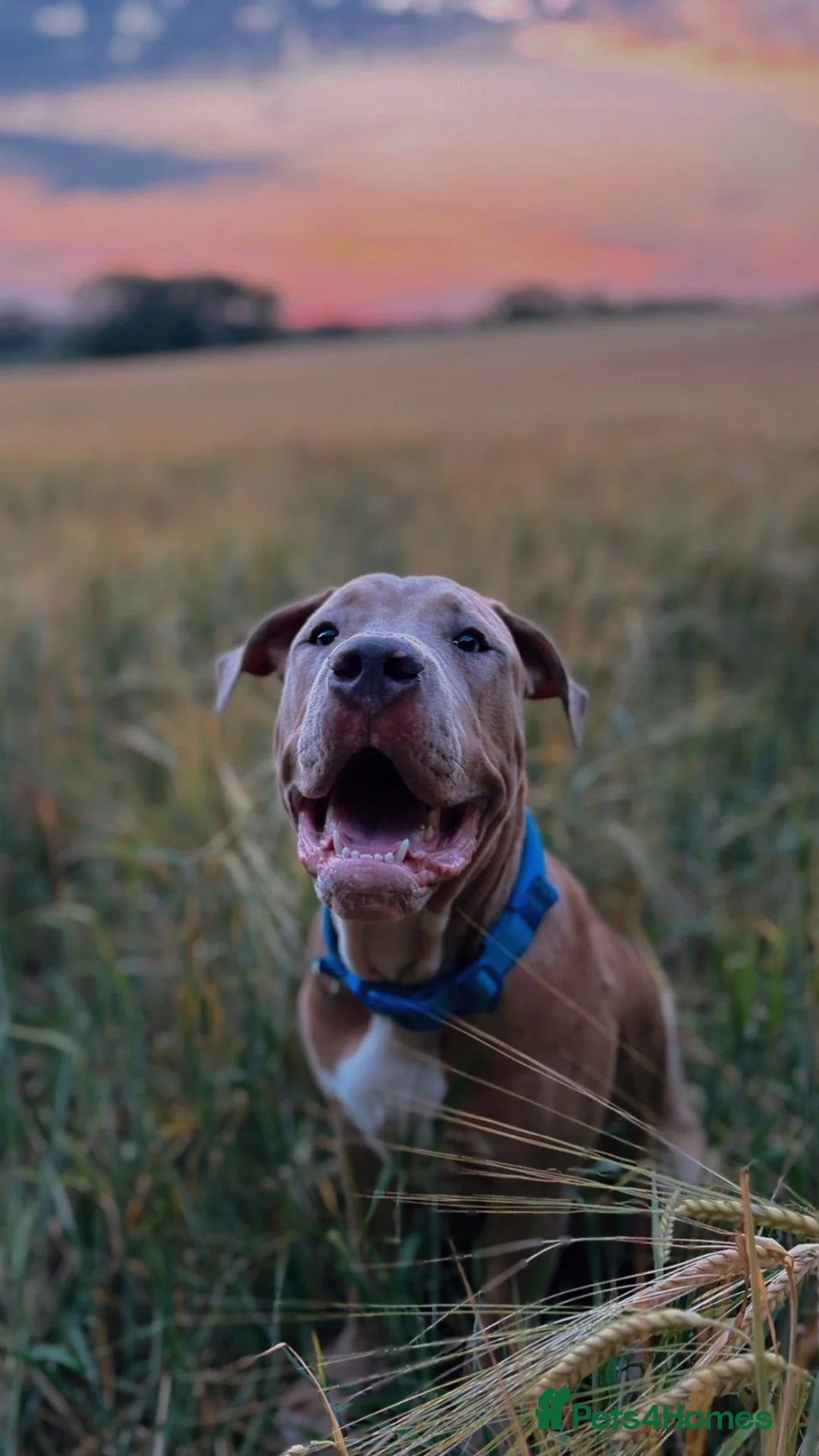 Mixed Breed dogs for sale: BIGGIE 7month old mixed breed  - Advert 5