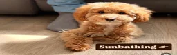 Toy Poodle dogs for sale: Teddy  in Wembley - Advert 3