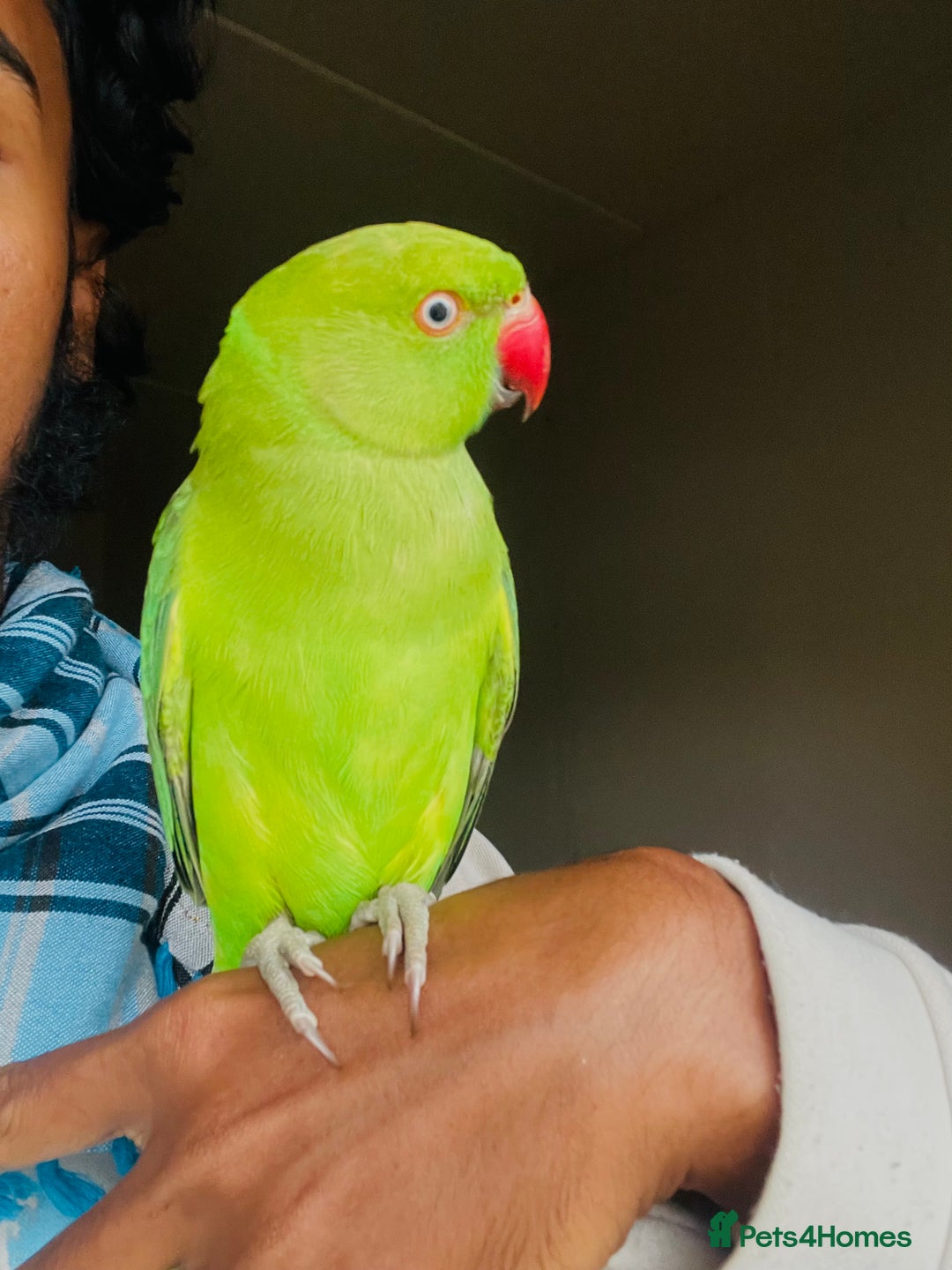 Ringnecks birds for sale: Hand Tamed/Untamed Beautiful Ringnecks for Sale - Advert 3