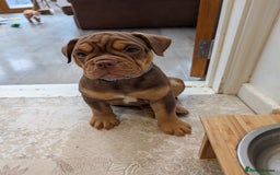 Olde English Bulldogge dogs for sale: 2 females left! - OEB Puppies NEBBR ✅ 3rd Gen - Image 6