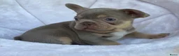 French Bulldog dogs for sale: TOP QUALITY FRENCH BULLDOG PUPPIES  - Advert 12