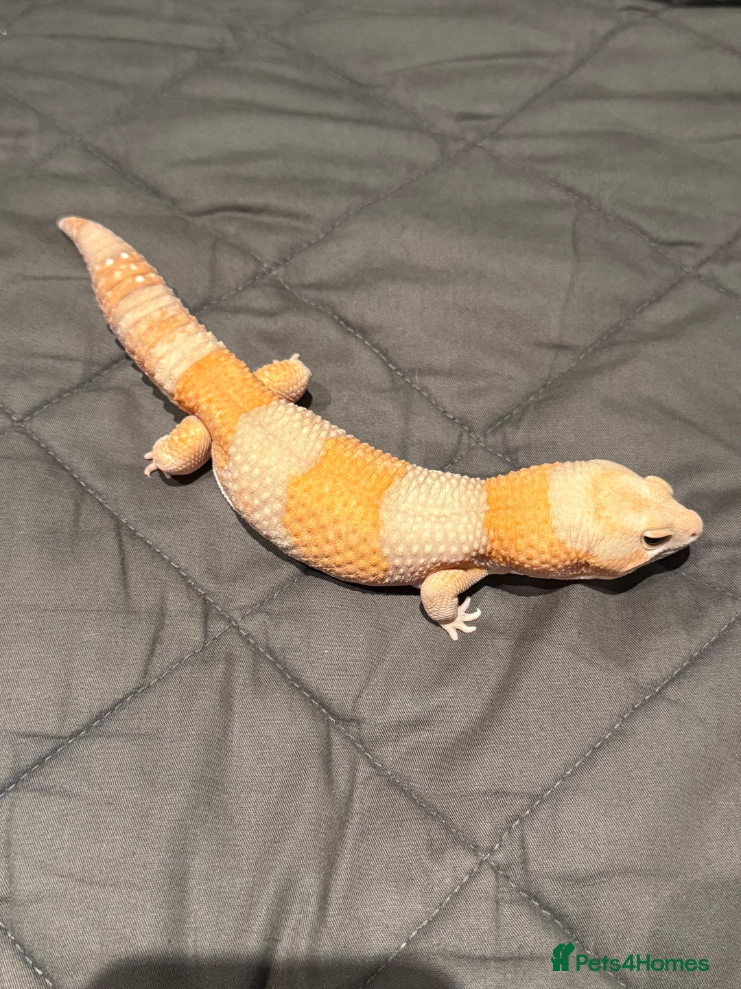 Gecko reptiles for sale: Fat Tailed Gecko - Advert 1