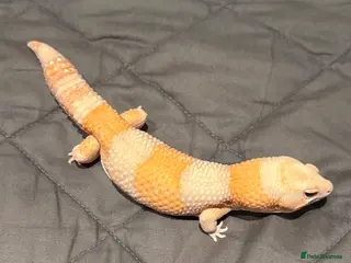 Gecko reptiles Fat Tailed Gecko - Advert 20