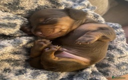 Miniature Dachshund dogs for sale: Miniature dachshunds for sale  - Image 2