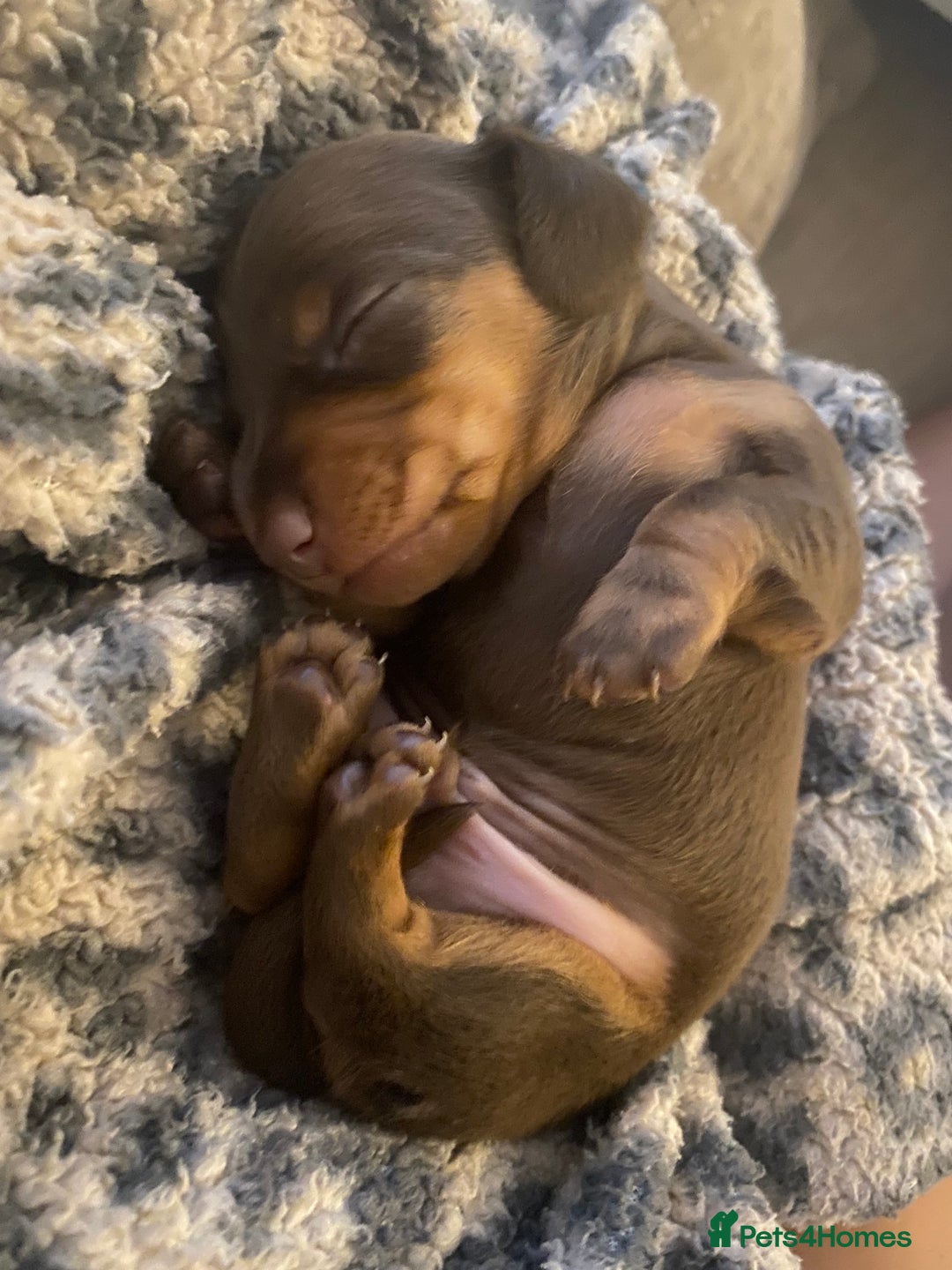 Miniature Dachshund dogs for sale: Miniature dachshunds for sale  - Image 2