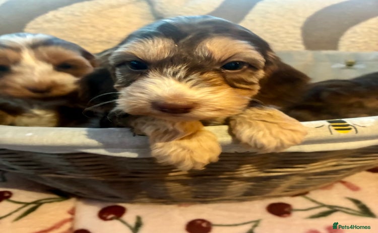 Cockapoo dogs - Advert 1
