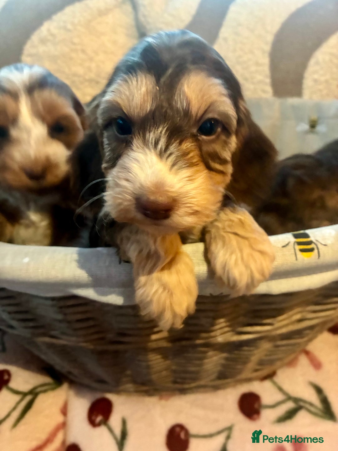Cockapoo dogs for sale: 👑 Stunning F1 Cockapoo puppies👑 - Image 1