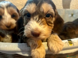 Cockapoo dogs - Advert 2