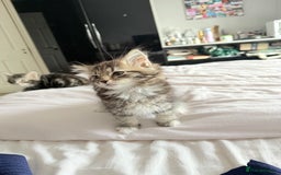 Ragdoll cats for sale: Ragdoll and Russian blue mix  - Image 13